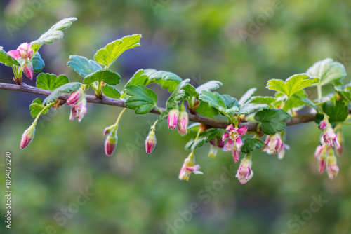 Photos Blossoming branch of a gooseberry (Ribes rubrum) on a blurred background