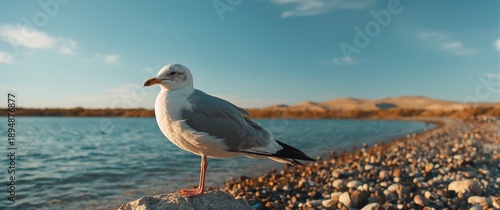 Mew bird, another name for seagull, is a type of gull seabird
