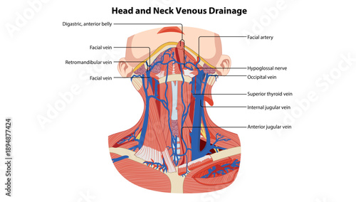 Venous drainage of the head and neck is a highly organized network of superficial and deep veins that ultimately return deoxygenated blood to the heart via the subclavian veins & brachiocephalic vein