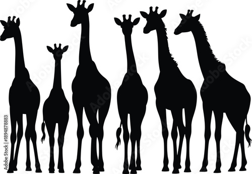 Giraffe silhouettes standing in herd wildlife safari animals African nature black flat vector illustration isolated set collection