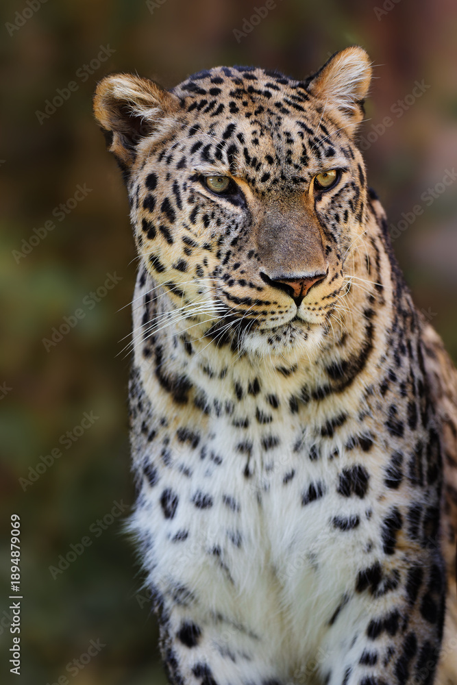 Fototapeta premium Wild Leopard in Close-Up with a Naturally Blurred Background