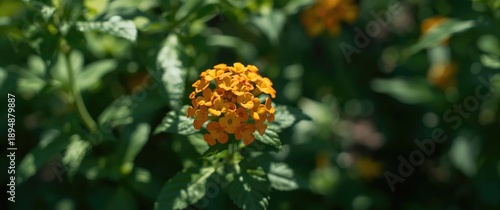 Beautiful lantana camara blooms with vibrant yellow and orange colors