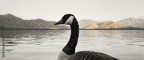 Portrait of a beautiful web-footed Hawaiian goose, Branta sandvicensis, highlighting its head and neck with distinctive spiral furrows in monochrome.