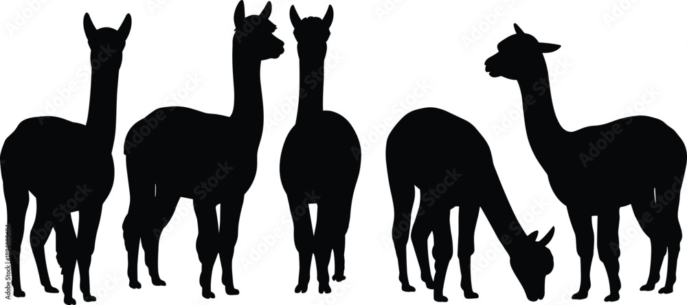 Fototapeta premium Alpaca llama silhouette set, standing grazing poses, black farm animal collection isolated on white background, flat vector illustration design bundle