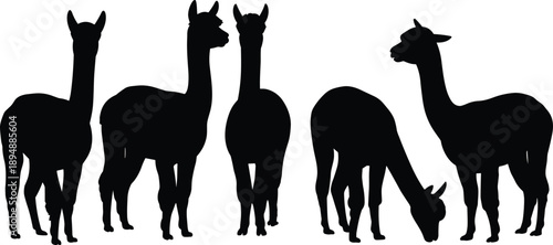 Alpaca llama silhouette set, standing grazing poses, black farm animal collection isolated on white background, flat vector illustration design bundle