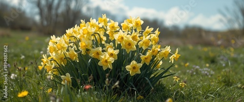 Big bush of yellow daffodils in flowerbed