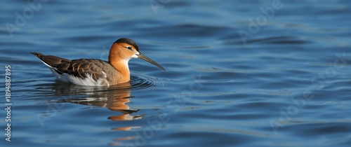 Beautiful bird in the lake's blue waters, the red-necked phalarope, known as the northern and hyperborean phalarope, is a small wader