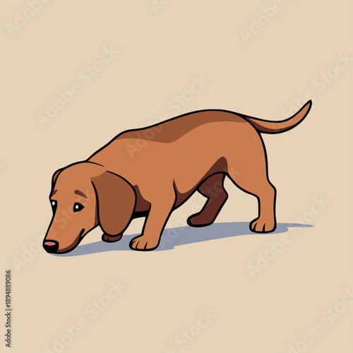 Cute Brown Dachshund Dog Sniffing The Ground Vector Illustration 