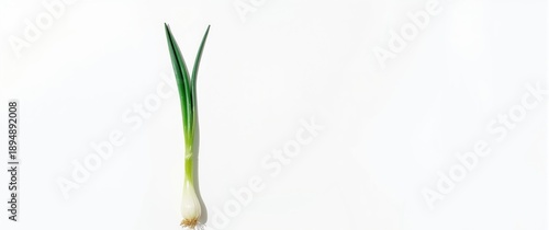 Wallpaper Mural Spring onion spring isolated on white background Torontodigital.ca