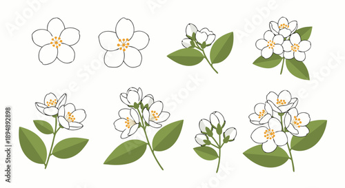 Step by step drawing tutorial illustrating the growth stages of beautiful fragrant jasmine flowers and buds
