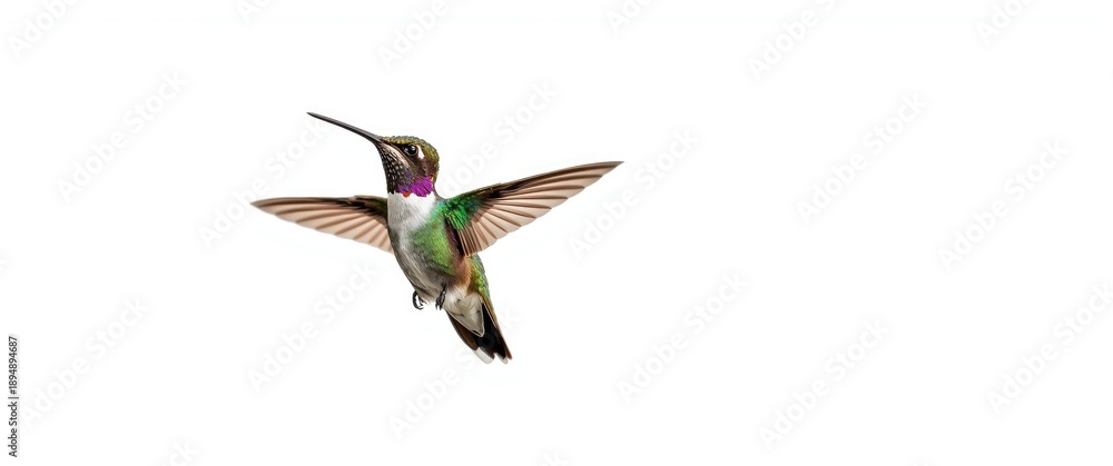 Naklejka premium Native Mexico Broad Billed Hummingbird featured on a clean white background for enhanced focus