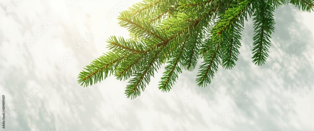 Obraz premium Christmas green fir tree branches background, holiday, pattern, abstract, texture, design, summer, nature, wood, tree