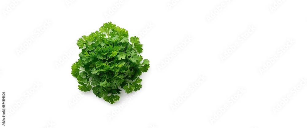 Fototapeta premium Parsley collection displayed from above on white background