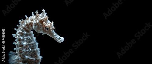 Lembeh Strait, Indonesia: Portrait of a thorny spiny seahorse in macro view