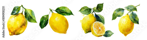 Watercolor lemonade set with fresh lemons, citrus fruits, and green leaves. Summer Italy-inspired vector illustration with juicy yellow fruit and watercolor florals. Vector illustration.