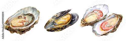 Watercolor oyster shells and mussels set. Hand-drawn seafood illustration with ocean shellfish, fresh pearls, and marine elements. Perfect for restaurant menus and vintage designs. 
