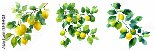 MFresh lemon collection with watercolor citrus fruit, tree branches. Vintage botanical set perfect for Italian-inspired designs and summer patterns. Vector illustration.obile
