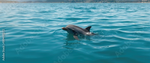 Charming Hectors dolphin surfacing in the vibrant turquoise water © pngking
