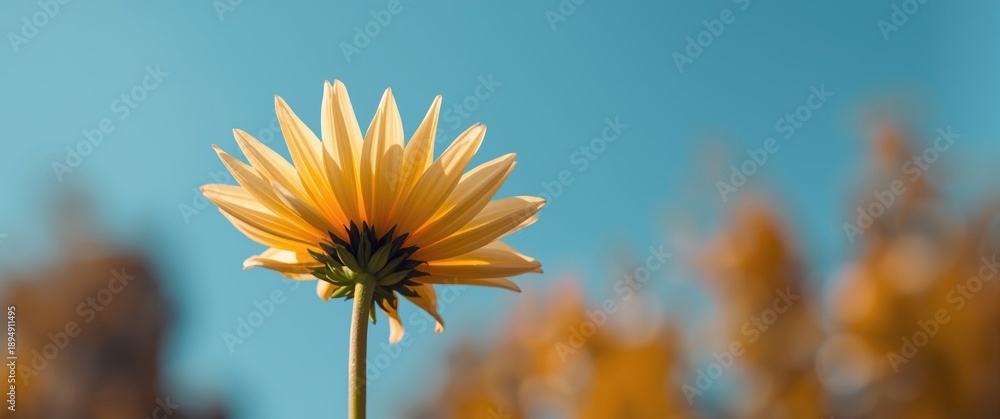 Obraz premium Horizontal image of a semi-opened dahlia with bright yellow and light orange hues, set against a blue sky background on a sunny autumn day