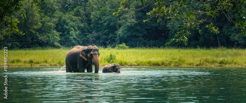 Elephants playing and walking in water at an elephant rescue and rehabilitation center in Northern Thailand - Asia © pngking