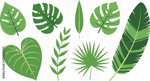 Variety of tropical green leaves, monstera and palm, nature elements