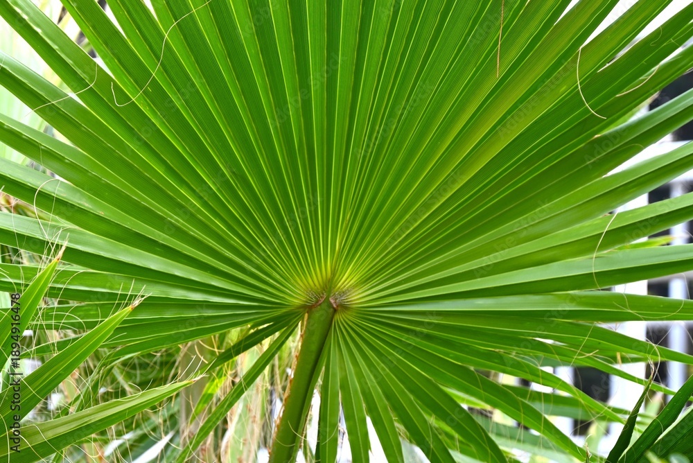 Fototapeta premium Palm trees. Arecaceae tropical plants. In tropical regions, they are important tree, as a resource plant for food, beverages, medicine, and fiber.