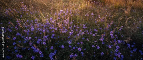 Lesser periwinkle with small violet flowers in spring, top view of the field