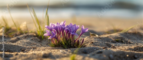 Wallpaper Mural Matthiola sinuata wild flowers with purple flowers blooming on a sunny spring beach scene Torontodigital.ca