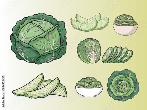 Cabbage flat illustration design used for vegetable branding, cooking content, and healthy food