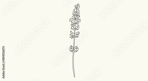 Simple Line Drawing of Lavender Flower.