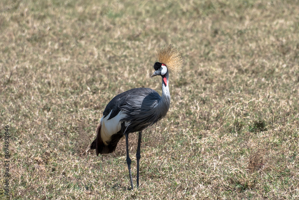 Fototapeta premium Grey crowned crane, Ngorongoro crater, Tanzania
