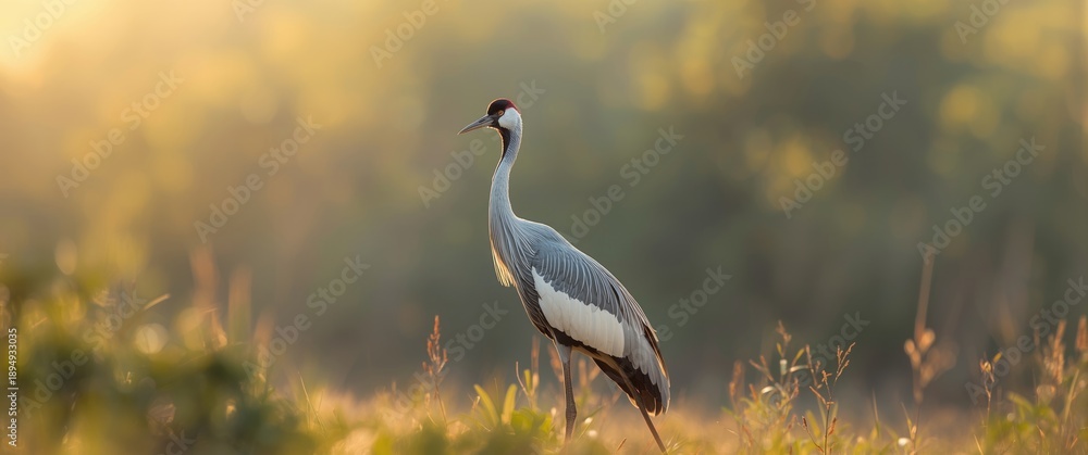 Fototapeta premium Nature Scene Featuring Bird Image, Animal Portrait, Feather, Eyes, Life, Freedom, and Ecology Elements