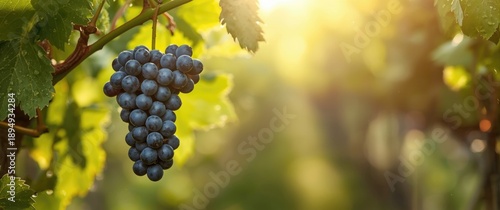 Obraz  z motywem Blue grapes hanging on a branch against a summer-themed background, emphasizing fruit and health