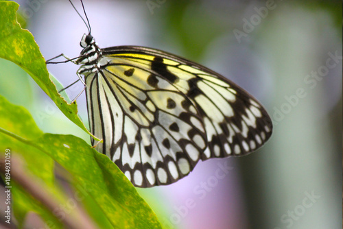 Quadro em tela Photograph of The Electra's tree-nymph (Idea electra) is a species of nymphalid butterfly in the Danainae subfamily