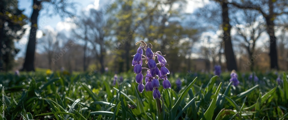 Obraz premium Gulhane Park's purple muscari flowers in Istanbul, Turkey
