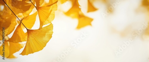 Panel kuchenny z motywem Ginkgo Leaves in Fall