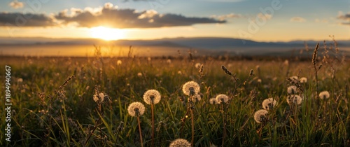 Serene landscape featuring a dandelion field at sunrise, displaying beautiful scenery with blooming weeds illuminated by morning sunlight and clouds above far-off mountains