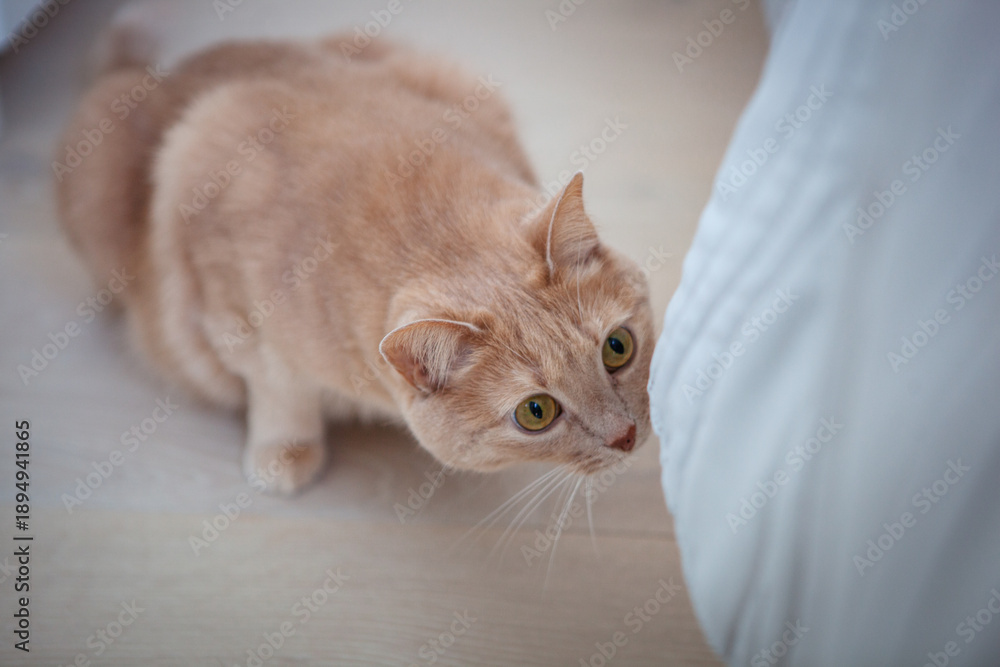 Φωτογραφία A cat is cautiously moving around the room