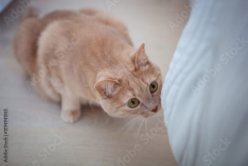 Foto A cat is cautiously moving around the room