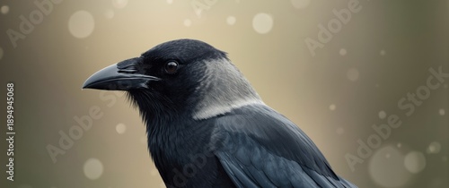 Close-up shot of a hooded crow (Corvus cornix)