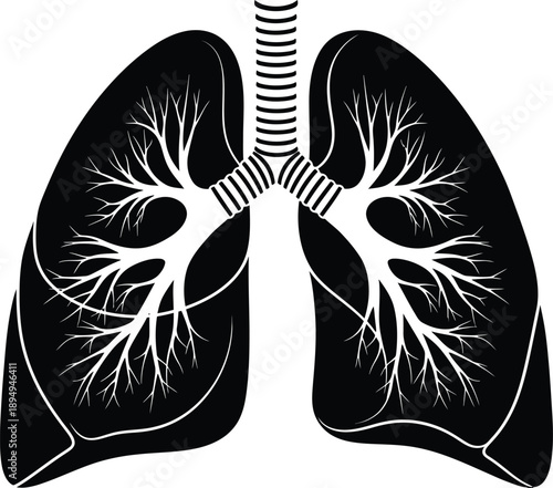 Anatomical illustration of human lungs showing trachea and bronchial tree