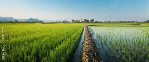 Panel kuchenny z motywem Rice paddies submerged in water for eco-friendly agriculture in Thailand, showcasing nature, land, and green farming practices