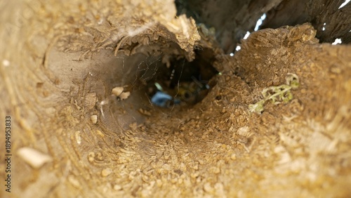 Photos Macro view inside a hollow tree eaten by bark beetles