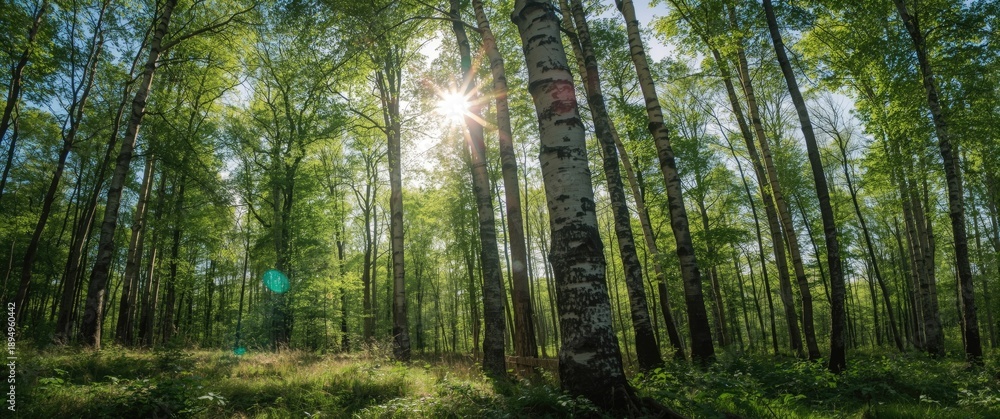 Fototapeta premium Sunny day in a green birch forest, public park scene, detailed view of tree trunks, pure sunlight and sunbeams