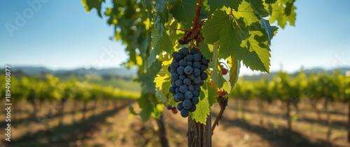 Under the summer sun, vineyards are a lively mosaic of green leaves and plump grapes, with rich purple clusters signaling a fruitful harvest
