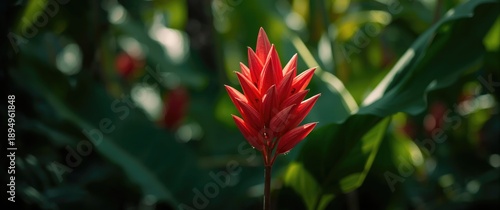 Close-up shot of Red Ginger blossoms amidst dense green leaves
