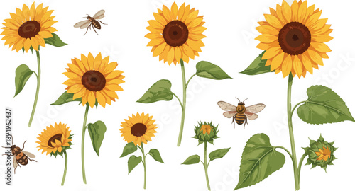 Vibrant sunflowers with bees flying around them on a clean white background