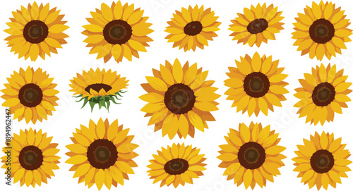 Collection of bright yellow sunflowers on white background