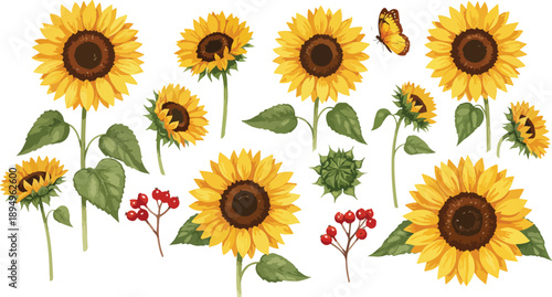 A colorful illustration of sunflowers and a butterfly on stems with leaves and buds against a white background