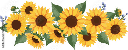 A vibrant cluster of sunflowers with lush green leaves and bright yellow petals on white background